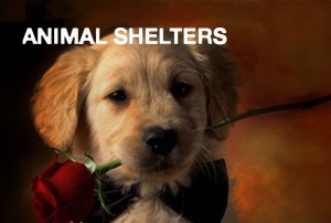 animal-shelters