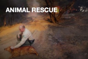 animal-rescue