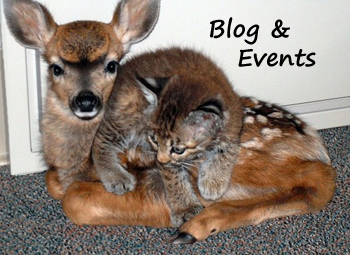 Fawn and Kitten