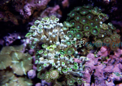 sea-coral